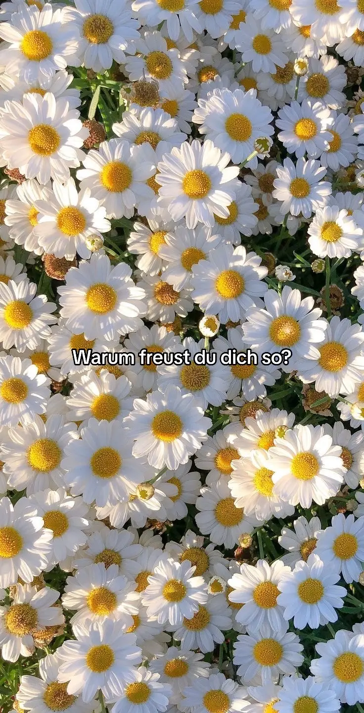 Für manche ist der Islam eine Religion voller strenger Regeln und Verbote. Aber für die, die es verstanden haben, ist es eine perfekte Lebensordnung. #islam #konvertiert #religion #allah #islamicvideo #viral #foryou #fy #taten #vergebung 