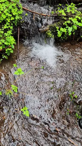 HUGE agate right on the surface!  We recently had rain in the PNW and the water washed in this beauty at the crick I go to! I always look up water levels before I go out so I can see when the water has risen and goes back to normal. Water levels are important because if your rockhounding the same area, there won't be new agate exposed until a good small flood washes in agates from below the surface. This chunk of carnelian seems to have a layer of opal on it!! Absolutely mind blowing!! #agate #rockhounding #carnelian #pnw #rockhound #rocktok #fyp #foryoupage 