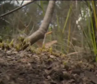 #jumpingjackant #interestingvideos #longervideos #doco #documentary #nature #wildlife #fypviral #fyp #educational #davidattenborough #ant #tasmania #australia 