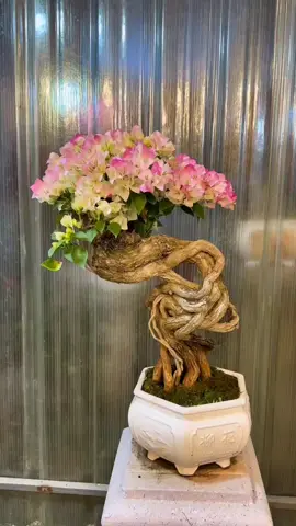 Sakura cực ngầu ae ơi #phoigiaydep #bonsai #caycanhdep #hoagiay #hoagiayngusac 