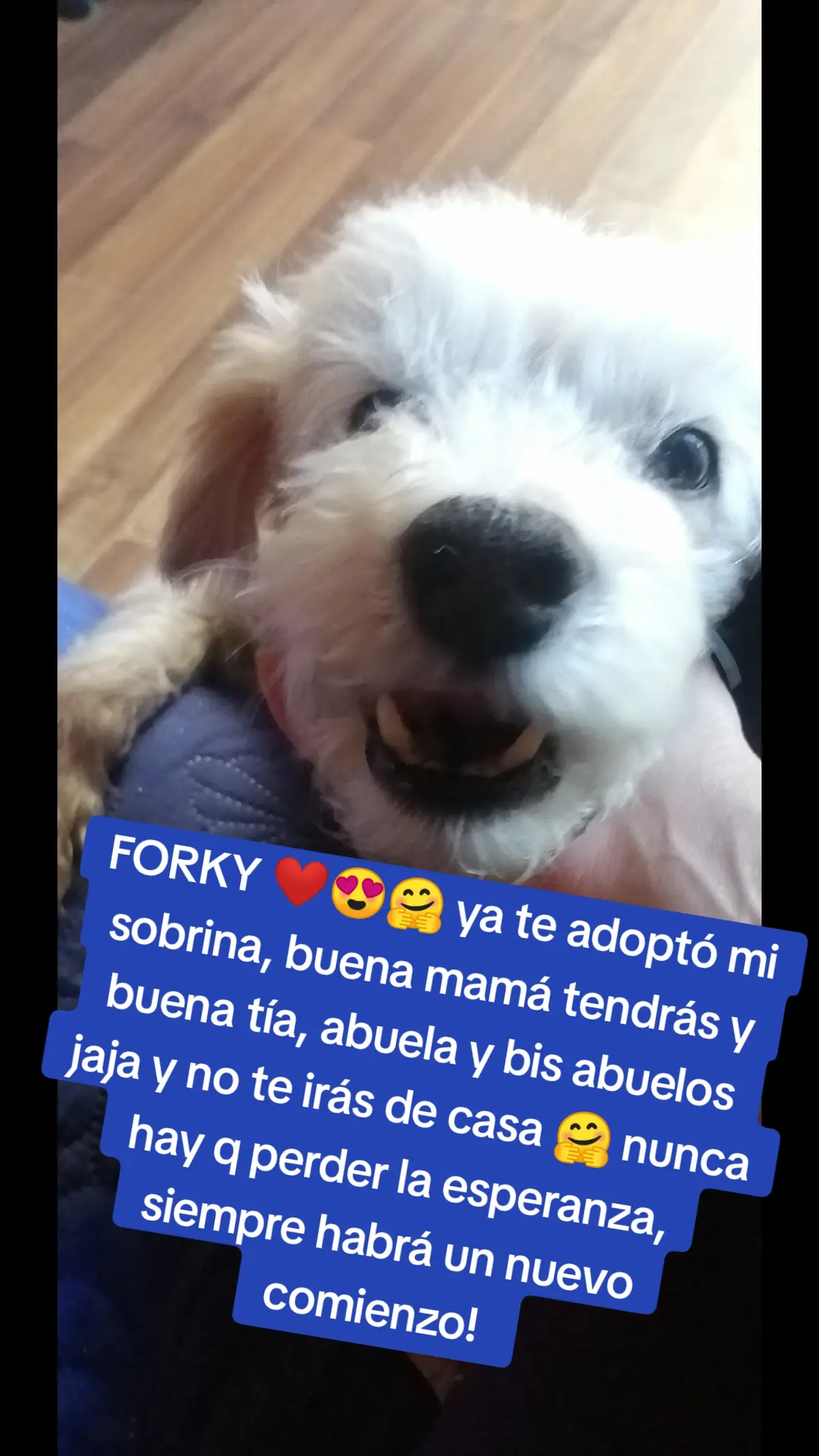 #animales #doglover #rescatados #amor #creaciondedios 