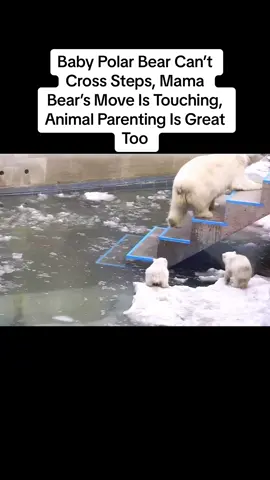 Baby Polar Bear Can’t Cross Steps, Mama Bear’s Move Is Touching, Animal Parenting Is Great Too #animals #polarbearcub #polarbear #animalsoftiktok 