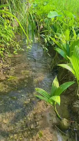 Suasana pagi hari di persawahan #fyp #fypシ #viral #viraltiktok #viralvideo #sawah #airmengalir 