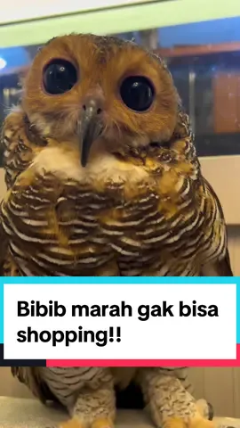 Passwordnya apa ya??😡 #bibibfamily #burunghantu #owls #videolucu 