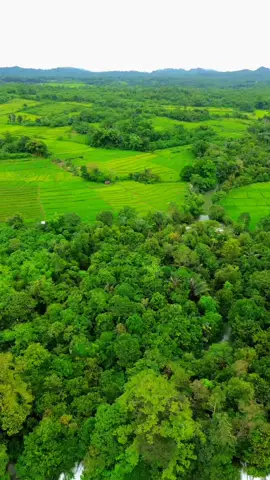 #djimini3 #travel #labuanbajo #exploreflores #adventure #flores #wonderfulindonesia  Di balik panorama air terjun Tengku Siwa yang eksotik, tersimpan kisahnya yang melegenda. Kisah itu diceritakan secara lisan dari generasi ke generasi baik di Kampung Tureng maupun di Kampung Sambor. Kisahnya mengenai seorang pemuda tampan bernama Siwa yang jadi rebutan para gadis, namun karena itu pula, pemuda lain menjadi iri hingga hidup Siwa berujung di Tengku Siwa akibat persekongkolan rekan sebayanya yang iri tersebut.