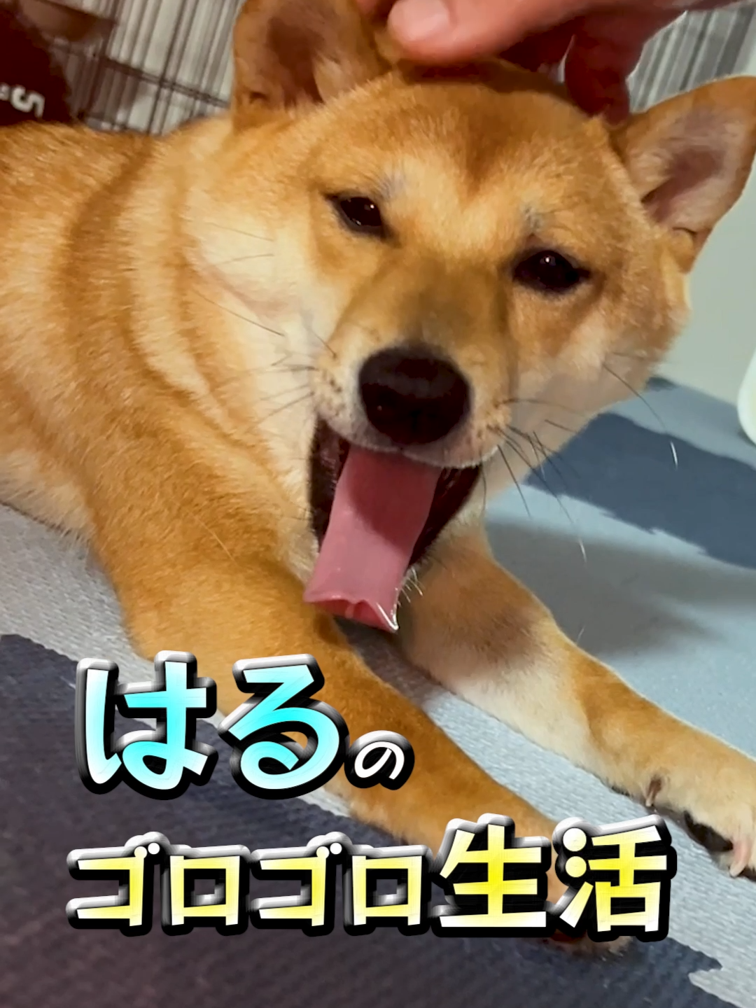 怠惰な柴犬の生活#柴犬 #犬