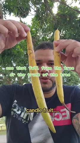 sometimes beauty is just on the outside....#tropicalfruit #fruittastin #eatingfruits #fruits #fruit #comiendofrutas #fruithunter #exoticfruit #weirdfruit #rarefruitsoftiktok #fruity #viralvideo #frutasyverduras #freshfromthegarden #funnyvideos #fruitninja #freshfromflorida #floridagrown #foraging 