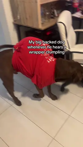#dog #puppy #fyp #bigback 