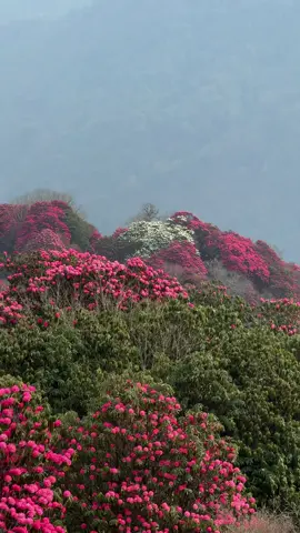 📍Myagdi #Laliguras #Myagdi #Nepal #rhododendron #CapCut 