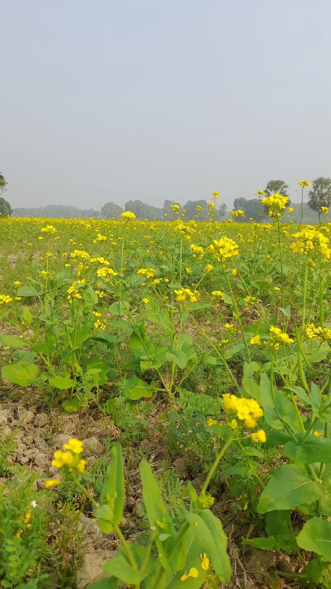সবাই_একটু_সাপোর্ট_করবেন_প্লিজ।