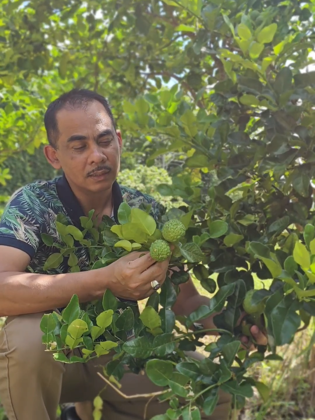 POKOK HALAU ULAR? #mejarfitri  #tuanhutan  #alamilahalam  #tmf  #gunungjerai  #ilmuherba  #ilmuhutan #limaupurut #halauular