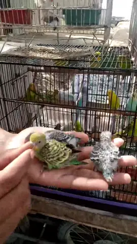 🤣 #parrot #petlover #budgie #handtame #budgie #pets 