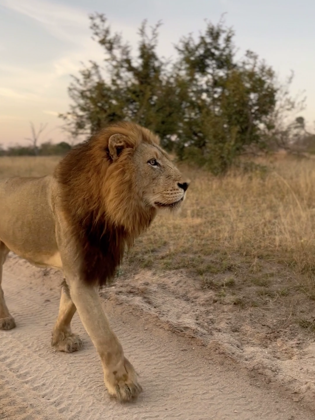 Get up close and personal with this magnificent male lion as he casually strolls past one of our vehicles! 🦁 #lion #lionsoftiktok #catsoftiktok #safari #wildlife #natgeowild #southafrica