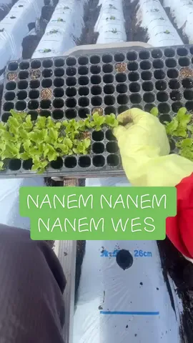 Patokan BMKG pokok e 😁#haekelophaq #petani #petanimuda #petaniindonesia🇮🇩🇮🇩🇮🇩🌿🌿 #jishusei🇯🇵🇲🇨 