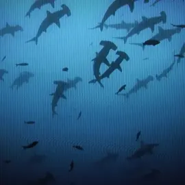 “Sharks kill so many ppl a yr” like we dont kill millions of them each year? #fyp #foryou #sharkfinning #awareness #sharkedit #edit #capcut #shark #sharkfin #sharkfinningawareness #tsireya_isba3 #targetaudience #xyzbca #endangered #stopsharkfinning #mitski 