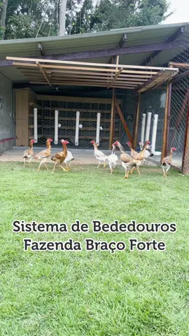 #galinha #indiogigante #galinheiro #caipira #roça   Sistema de Bebedouros do galinheiro  , Fazenda Braço Forte 