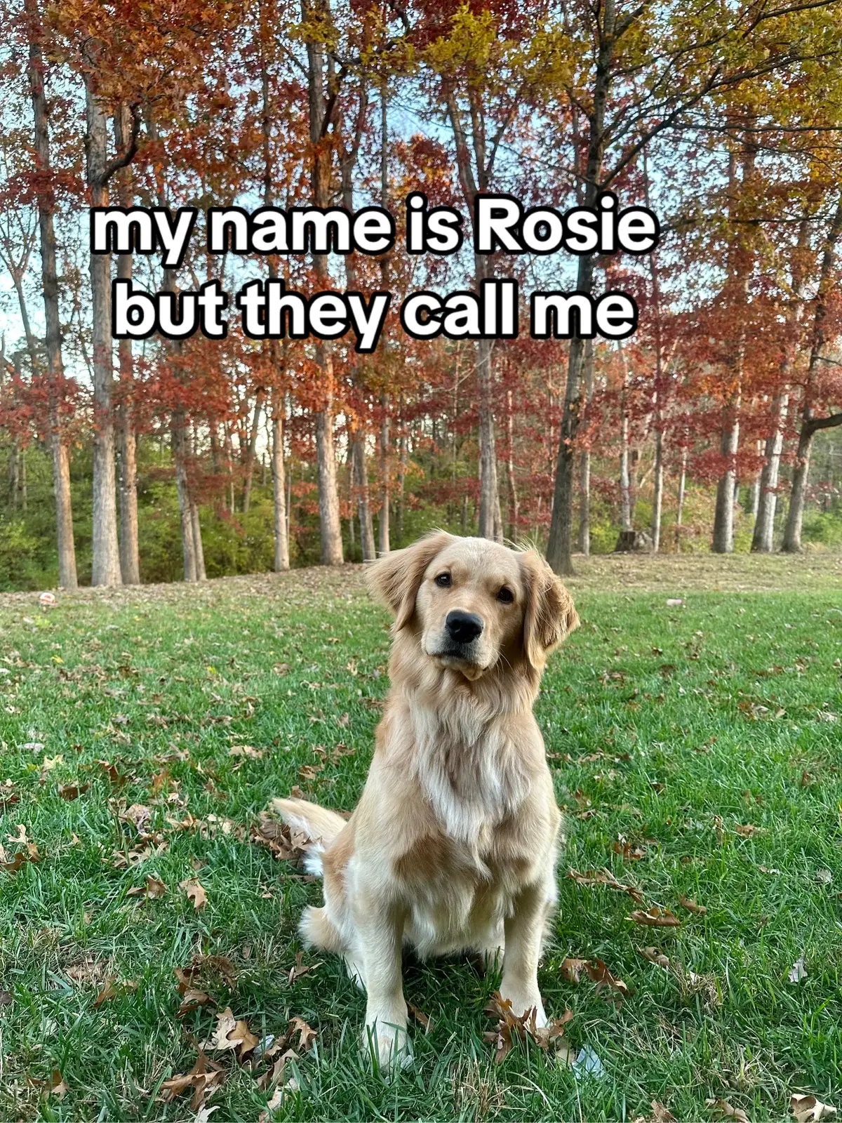 #goldenretriever #goldenretrieverlife #puppy #puppylove #goldenpuppy #petlover #dog #doglover #dognames #dogname #goldenretrieversoftiktok 
