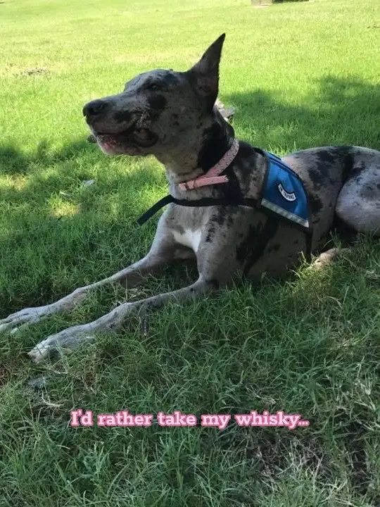 Queen B 🥰 daddys girl fasho 😎#bellatrix#greatdane#greatdanesoftiktok#greatdanelife#dogs#dogsoftiktok#dogtok#n8tivedogfather#fypシ  #fyp 