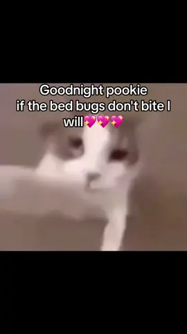 Goodnight pookie#memes #meme #memestiktok #memecut #memesbr #memesdaily #memetiktok #memes😂 #memesrandom #memeshqip #pookie #pookiebear #pookienation #pookiewookie #pookies #pookiecommunity #pookiebearcommunity #pookiebear73 