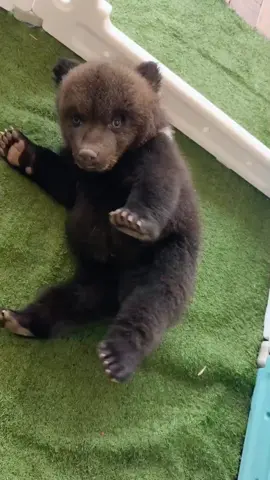 Bear #foryou #tiktok #fun #cute #bear 