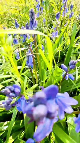 #nature #butterfly #spring #fyp #fypシ 