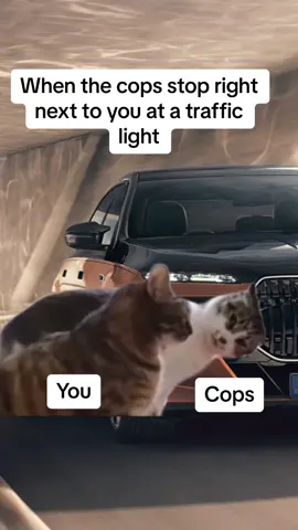 #Meme #MemeCut #fyp #foryoupage #viralvideo #viraltiktok #justforfun #funnyvideos #justforlaughs #funny #trafficlights #cops 