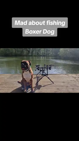Boxer Dog Max loves to come fishing with me #boxerdog #fishing #carpfishing #fishinggirl #lakeviewholidays #onthebank 