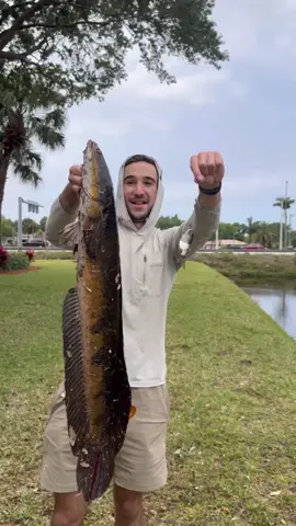Almost snapped my damn rod!😂 How much do you think this monster weighs? #snakeheadfish #snakehead #fishing #floridafishing #snakeheadfishing 