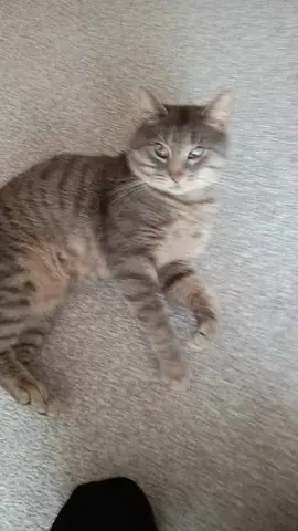 #cat #catsoftiktok #myboy 