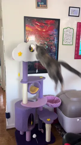 Are there cat olympics ?? If so Babybel needs an entry, this has to qualify her 😂 #fyp #trending #catsoftiktok #kittensoftiktok #catlovers #funnycats #happyandpolly #talentedcat 