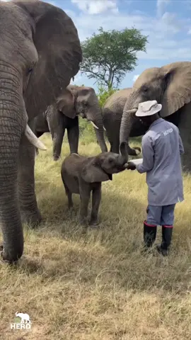 Good morning from Phabeni and the herd! ☀️ There’s no sharing breakfast with Mom today. As much as Setombe tries to steal a slurp… 🍼