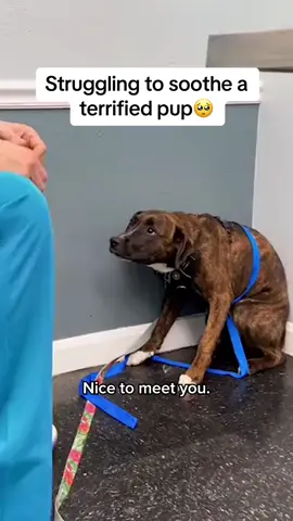 He was shaking in fear and refused to come near me… @Thomas Hamilton #dogsoftiktok #doglove #veterinarian #scareddog #puppylove 