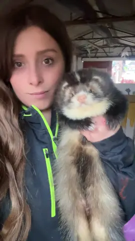 #floofnoodles #ferret #mansion