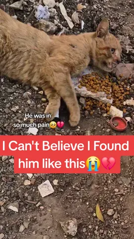 I found him tossed under a fire truck💔 #fyp #foryou #cat #rescue #pov #catsoftiktok #catlover #kitten #sad #help #Love #emotional #moment #cute #animals #change #life 