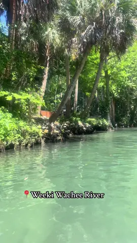 Something about being in nature > #weekiwachee #weekiwacheesprings #rogerspark #tampa #floridalifestyle 