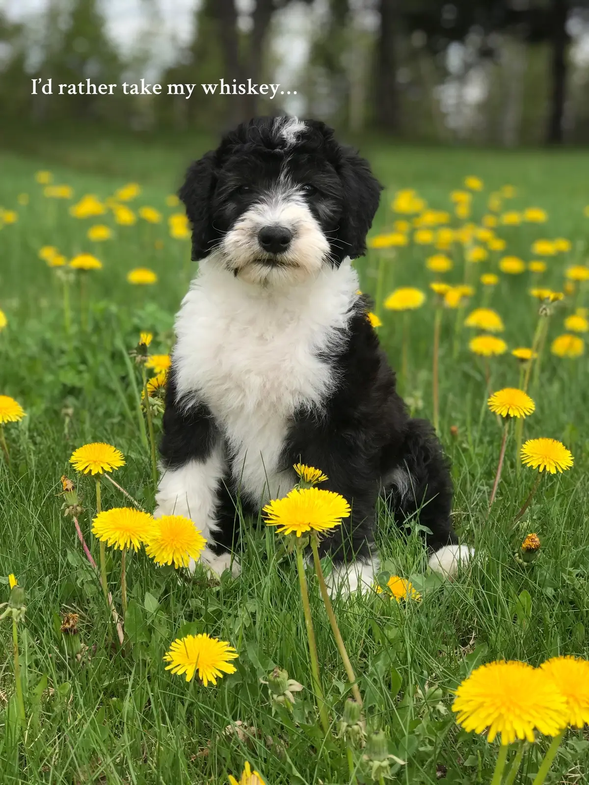 0-6yrs just like that🥃 #dog #dogtok #sheepadoodle #transformation 