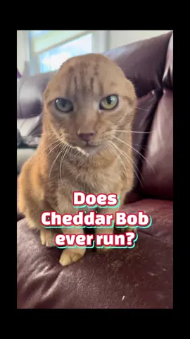 Tell me what you think he looks like when he runs 😁😁 Hope everyone has a great week! ❤️ #cheddarbobkitty #cat #catsoftiktok #viral #fyp @Shenandoah Valley Animal Svcs @The Dodo 