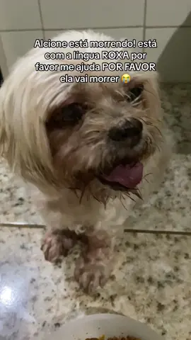 socorro pelo amor de Deus a Alcione esta morrendo na minha frente sem respirar alguem me ajuda 😭😭 #foryou #tiktok #socorro#ajuda#porfavor#doacao #alcione #fy #viral #cachorro #ajuda #urgente #deus #zecapagodona 