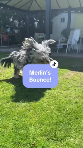 Love Merlin’s bouncing! #bounce #merlin #bergamasco #dog #shaggy #sheepdog #shaggydog #mopdog 