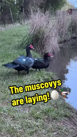 I have a degree in dumptrucks 🦆 #foryou #ducks #chickens #backyardchickens 
