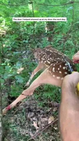 Saved a fawn and the next day it found me #animals #animalrescue #rescue #animalsoftiktok #fyp 