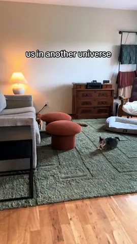 goose 🧡 rock #catsoftiktok #tiktokcats #cats #trending #fyp 