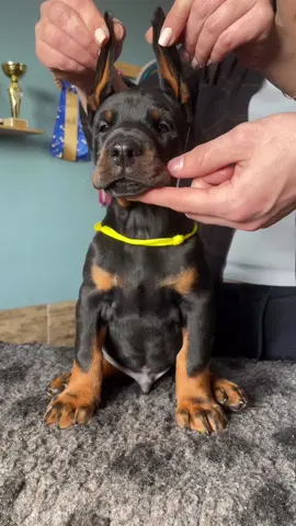 Sweet baby 🖤 A☑️🅰️ℹ️L🆎LE #dobermanpuppy #dobermanlove #dobermanbaby