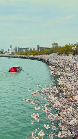 Japan is a hot destination at the moment because of the cherry blossom season.  These shots were taken in Osaka, Japan as of April 2024. The Sakuras are in full bloom, and these delicate petals paint the city in hues of pink and white, symbolising renewal and the fleeting nature of life. 📍Kema Sakuranomiya Park, Osaka, Japan 🇯🇵 #cherryblossom #osaka #japan #hanami #hanamiseason #travel #japantrip #beautifuljapan 