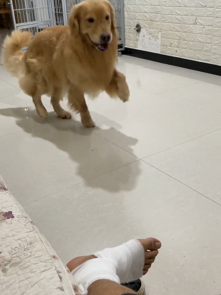 Que engraçado, o dono machucou o pé e o cachorro está imitando ele! #dog #cachorro #puppy #GoldenRetriever #doglovers #fofo