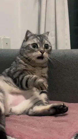 Tetangga Ribut 🐱#CapCut#kucing#kucinglucu#kucingtiktok#kucinggemoy#kucingoren#kucingku#kucingviral#kucingimutlucu#kucinglucuimut#fyp#catsoftiktok#fypシ゚viral#cat#catslovers  