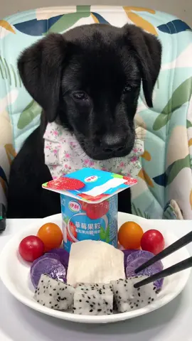 #labrador #Foodie #pets #cute 