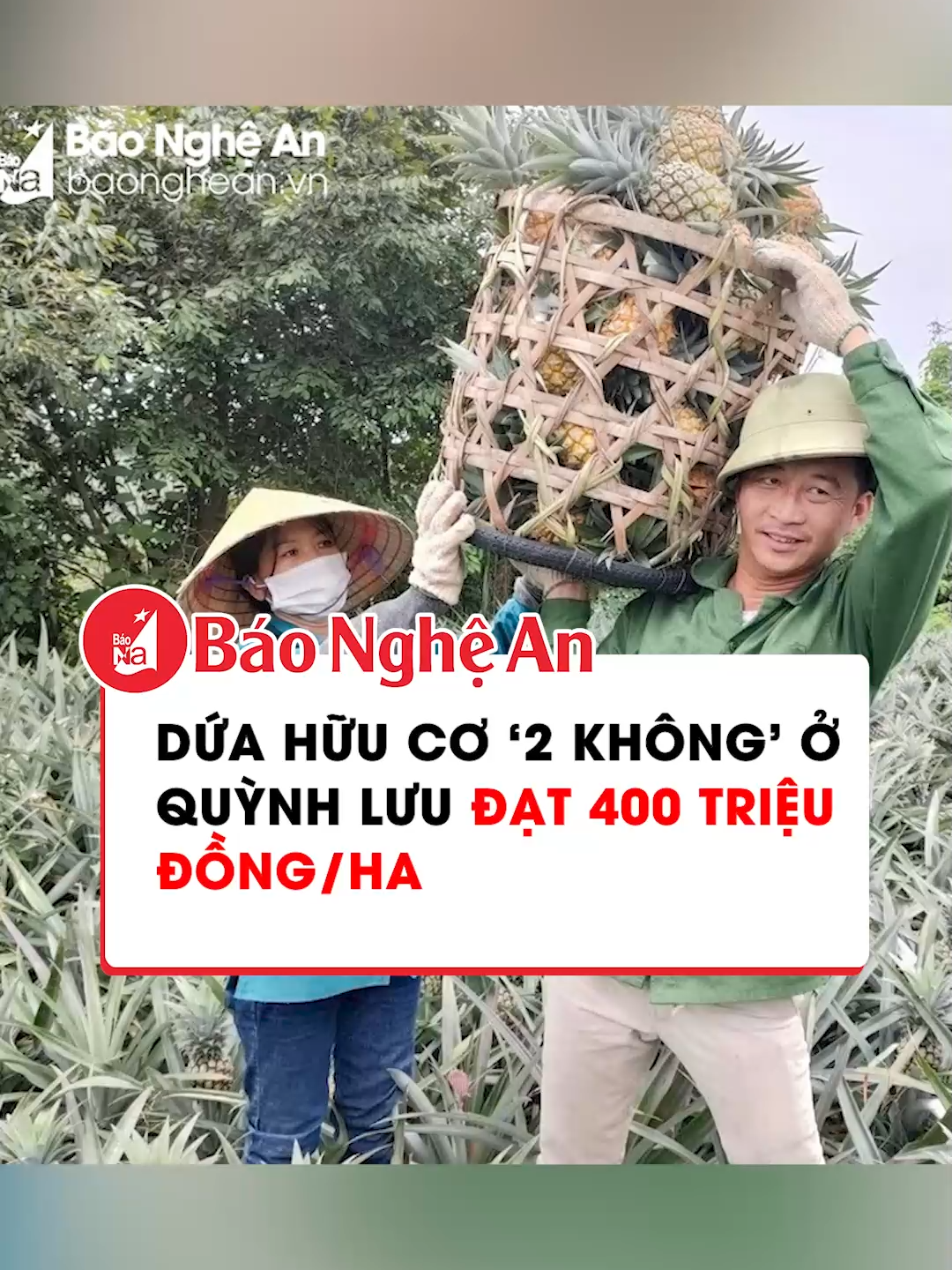 Dứa hữu cơ ‘2 không’ ở Quỳnh Lưu đạt 400 triệu đồng/ha #tiktoknews #nghean #fyp