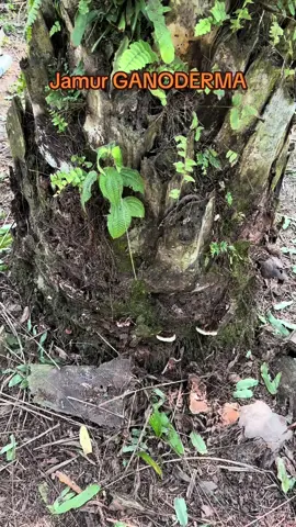 Apa itu penyakit Ganoderma pada kelapa sawit? Penyakit ini disebabkan oleh jamur Ganoderma sp. yang merupakan patogen tular tanah. Ganoderma menyerang akar dan batang tubuh sawit baik itu tanaman tua maupun tanaman muda kemudian mengakibatkan pembusukan pada pangkal batang