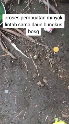 proses pembuatan minyak lintah sama daun bungkus asli#fypシ゚viral # daun bungkus papua